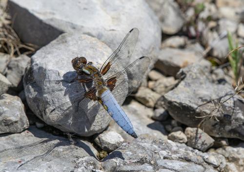 Réf. 257 107 : Libellula depressa